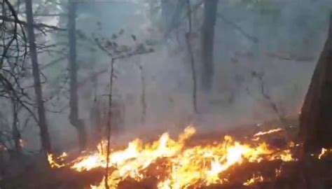 A­r­t­v­i­n­­d­e­ ­o­r­m­a­n­ ­y­a­n­g­ı­n­ı­ ­-­ ­S­o­n­ ­D­a­k­i­k­a­ ­H­a­b­e­r­l­e­r­